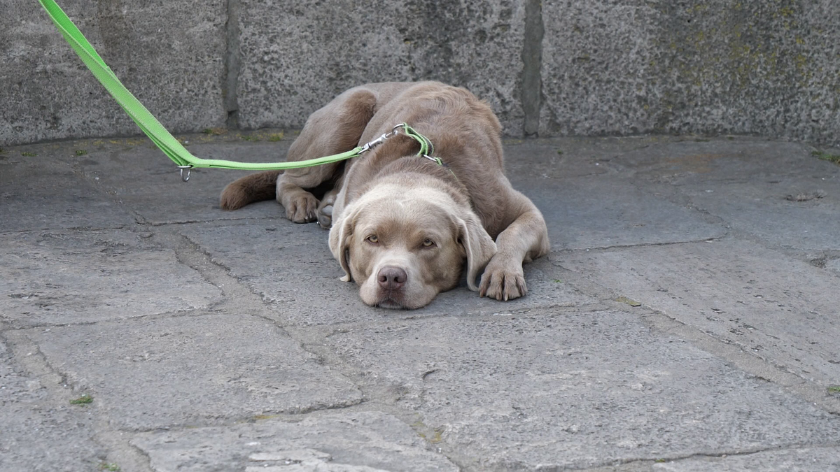 Cum arată Wurzburg, orașul în care România se pregătește pentru EURO 2024