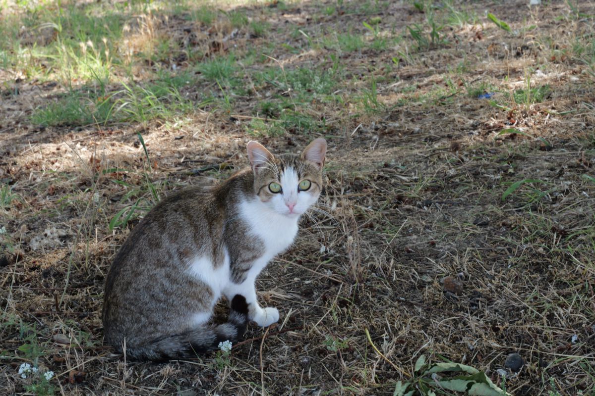 Stadionul cu 30.000 de locuri din drumul către Marea Neagră » Un colos în stare avansată de degradare: imagini excepționale