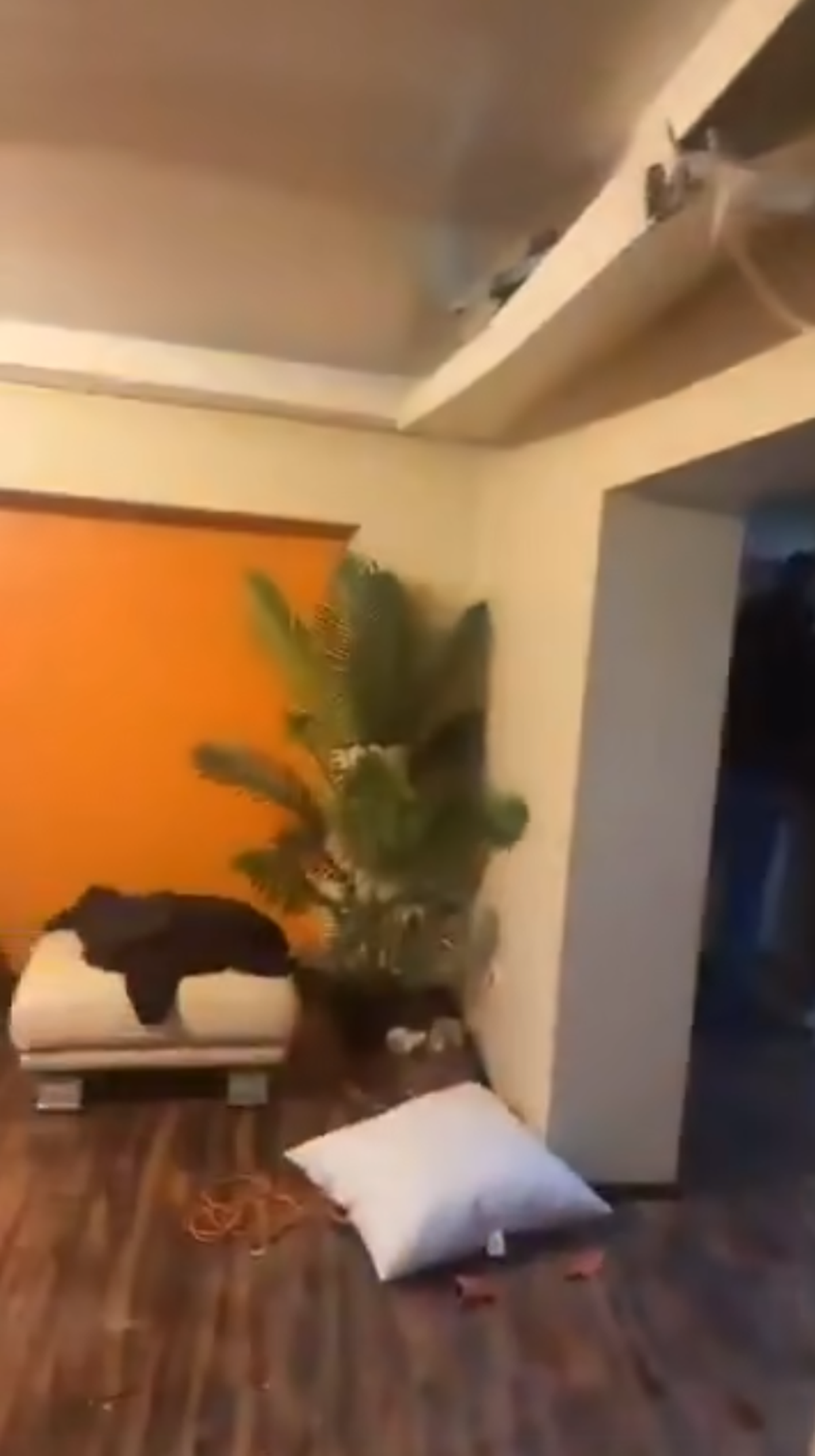 Fanii lui Feyenoord au distrus un apartament din București