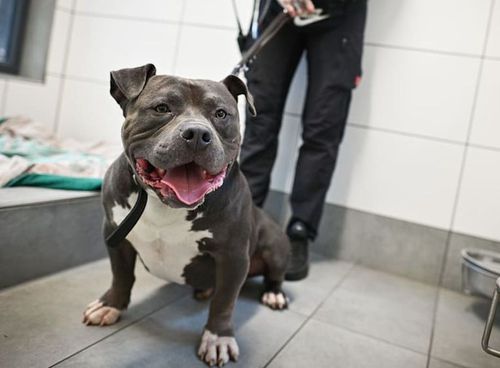 Câinele lui Sylla, Ghost, a ajuns într-un adăpost din Essen / Foto: Bild