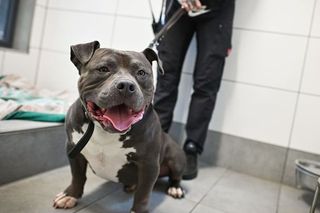 Scandal la Schalke: jucător dat afară din cauza câinelui