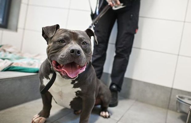 Scandal la Schalke: jucător dat afară din cauza câinelui