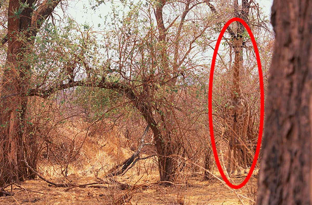 Provocarea anului: ce vezi de fapt în aceste 20 de imagini?! Nimeni nu s-a prins