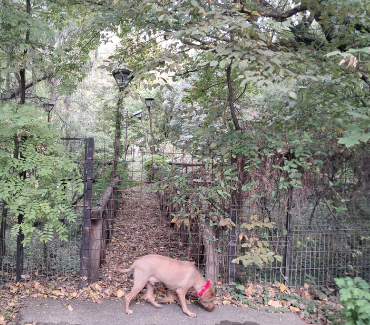 Arena uitată din inima Capitalei, construită de burghezi în perioada interbelică » Ce s-a ales de primul stadion cu gazon din România: aici s-a jucat primul meci oficial în nocturnă