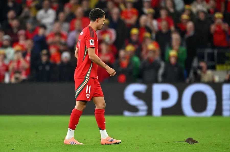 A încercat să-l prindă cu mâna! Un musafir nepoftit a oprit meciul Țara Galilor - Belgia, iar imaginile s-au viralizat