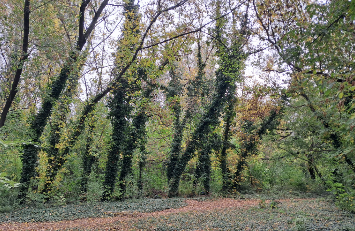 Stadionul Venus - astăzi „Parcul Operei” din Capitală
