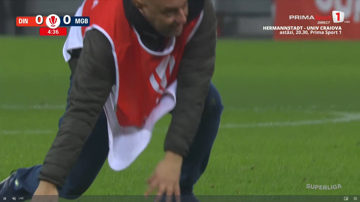 Porumbel rănit pe gazon în Dinamo - Metaloglobus