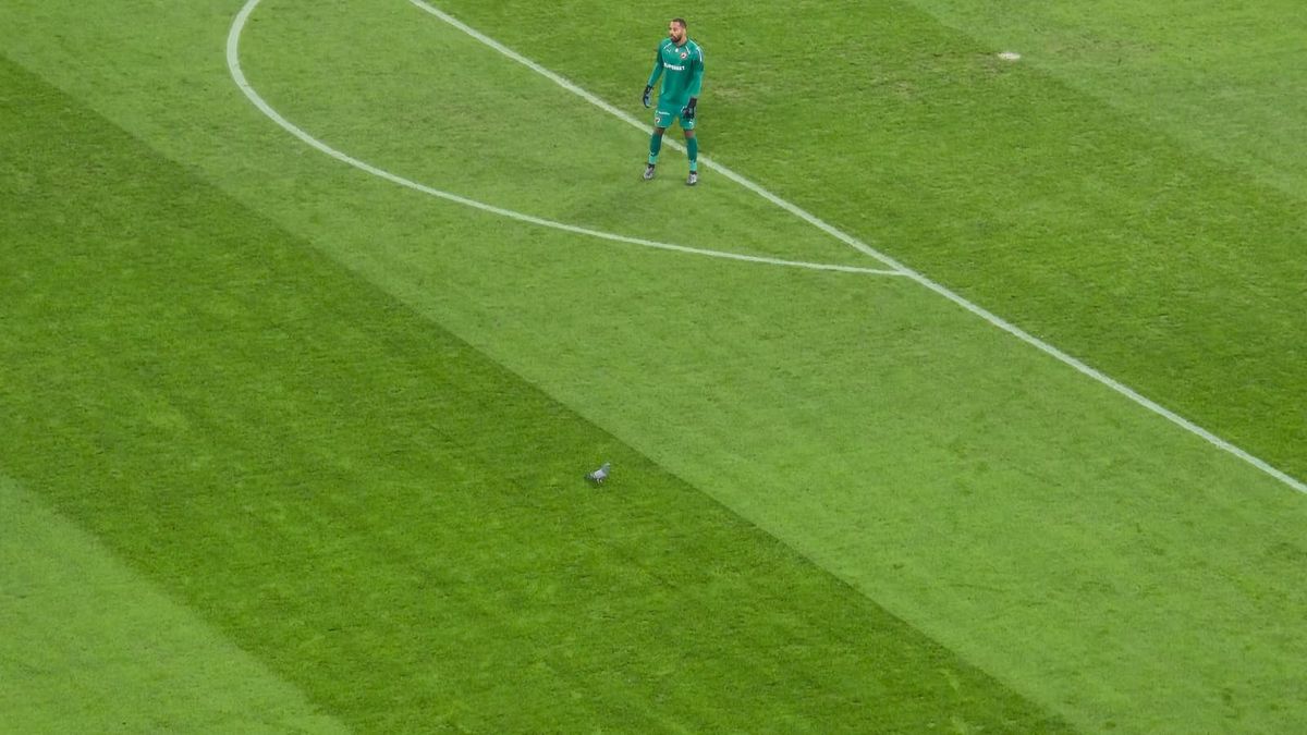 Scene rar văzute în timpul unui meci, la Dinamo - Metaloglobus » „Acum ai grijă ce faci cu el”