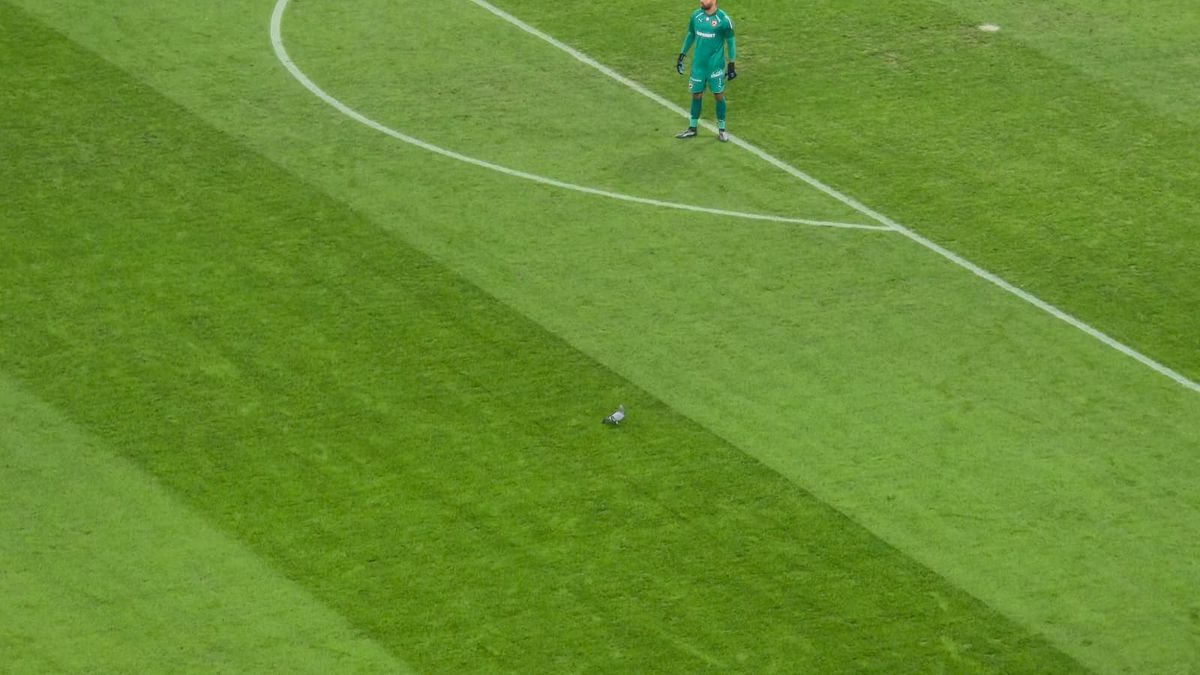 Scene rar văzute în timpul unui meci, la Dinamo - Metaloglobus » „Acum ai grijă ce faci cu el”