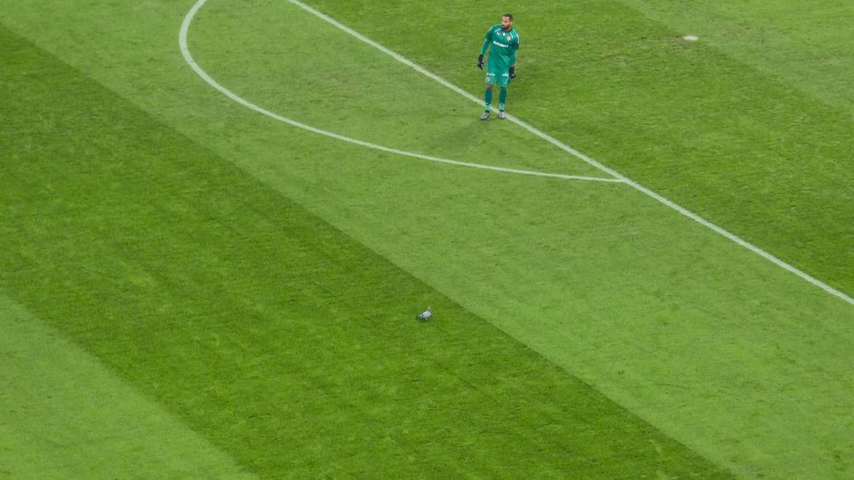 Scene rar văzute în timpul unui meci, la Dinamo - Metaloglobus » „Acum ai grijă ce faci cu el”