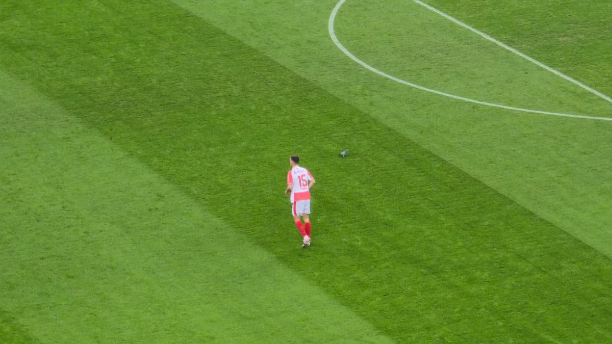 Porumbel rănit pe gazon în Dinamo - Metaloglobus