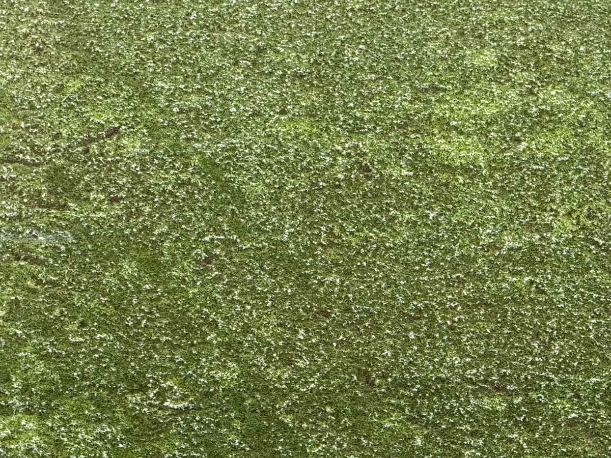 Dinamo - Farul, runda #27 din Superliga // Imagini surprinse înainte de meci