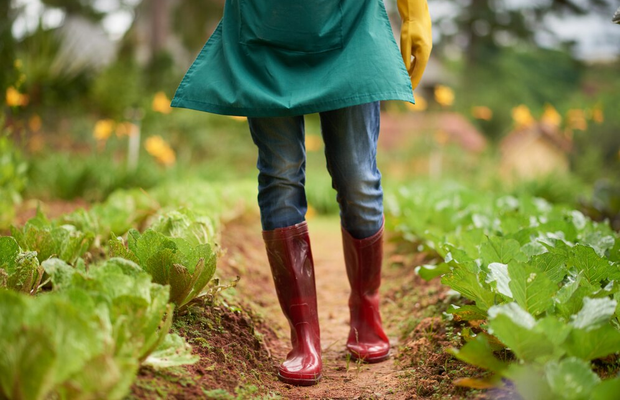 Cele mai bune utilaje pentru plantarea cartofilor și legumelor