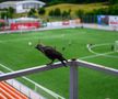 Stadionul lui FC Ballkani din Suhareka, Kosovo (foto: Raed Krishan/GSP)