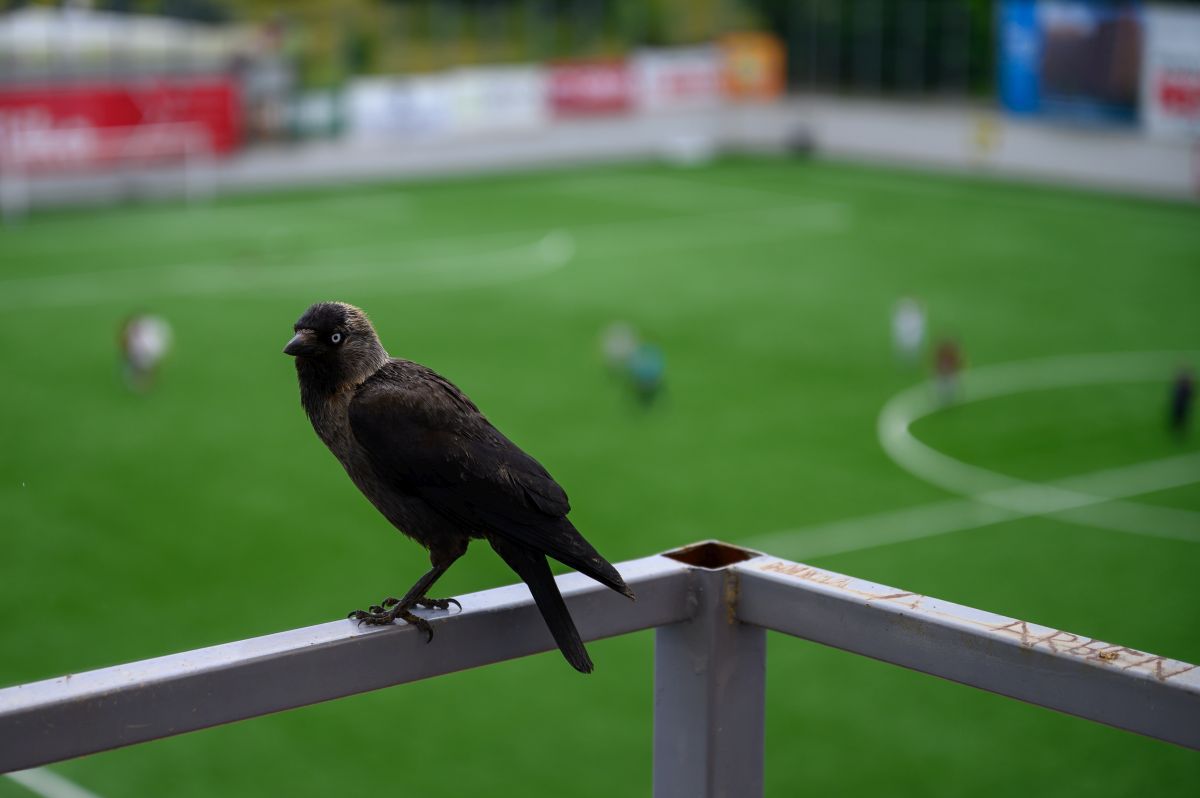 Stadionul lui FC Ballkani din Suhareka, Kosovo (foto: Raed Krishan/GSP)