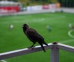 Stadionul lui FC Ballkani din Suhareka, Kosovo (foto: Raed Krishan/GSP)