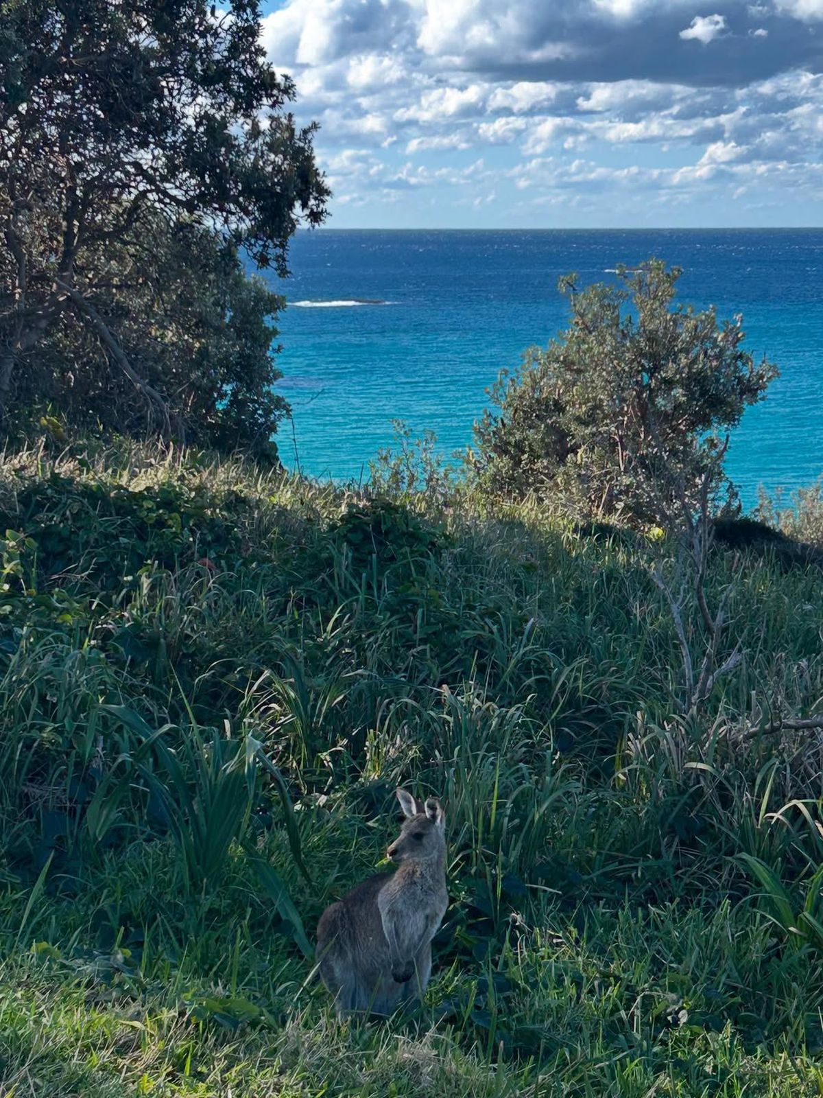Fundașul naționalei și al lui Dinamo București a petrecut vara în sălbăticia Australiei, printre canguri și koala: „Altă lume. Ceva incredibil”