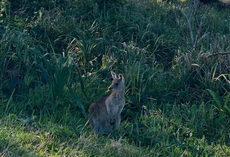 Nandor Kuti, experiență unică pe coasta de est a Australiei/Foto: Instagram (Nandor Kuti)