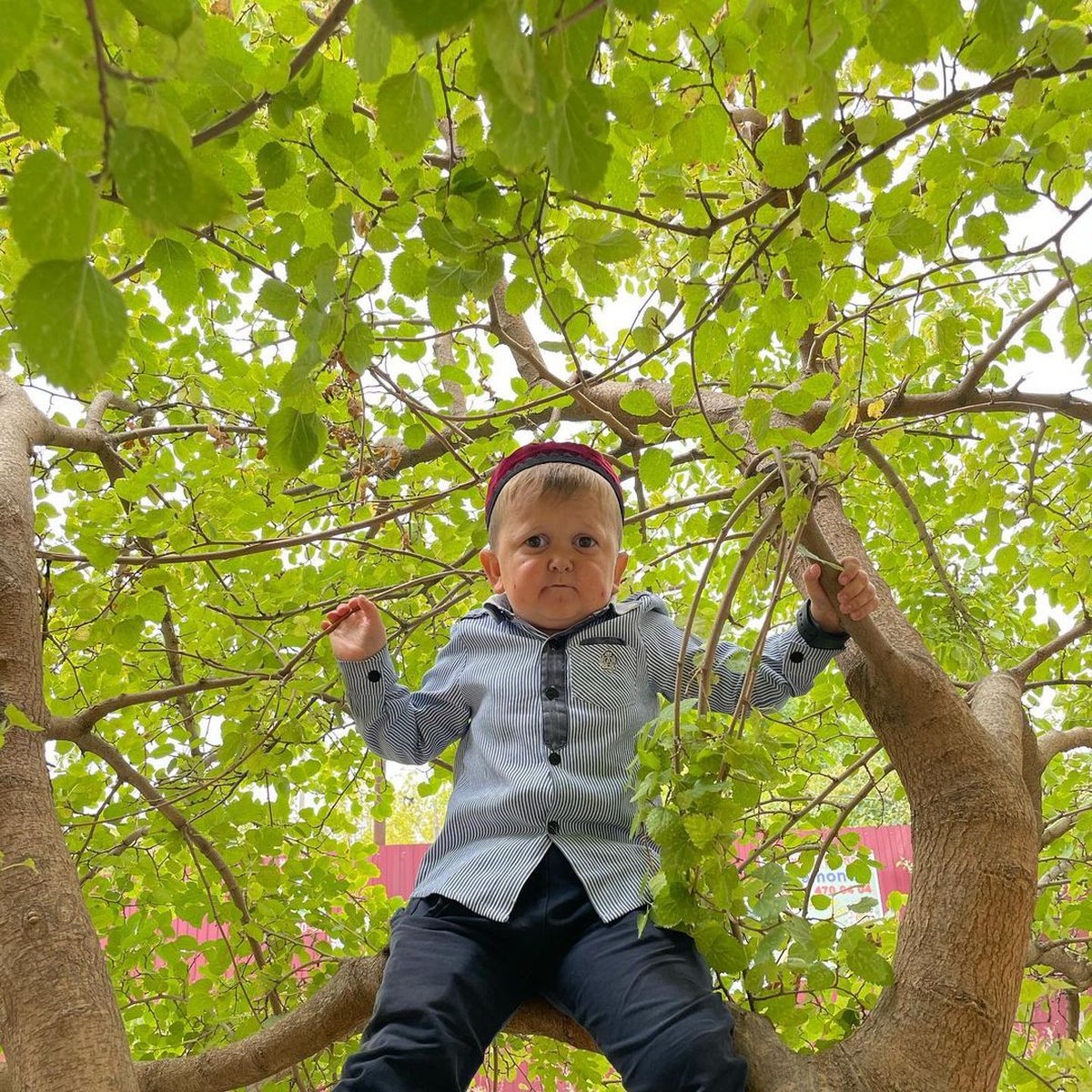 Povestea lui Hasbulla, tânărul de 20 de ani care arată ca un copil de cinci ani și a ajuns în UFC: „Am semnat contractul de luptător”