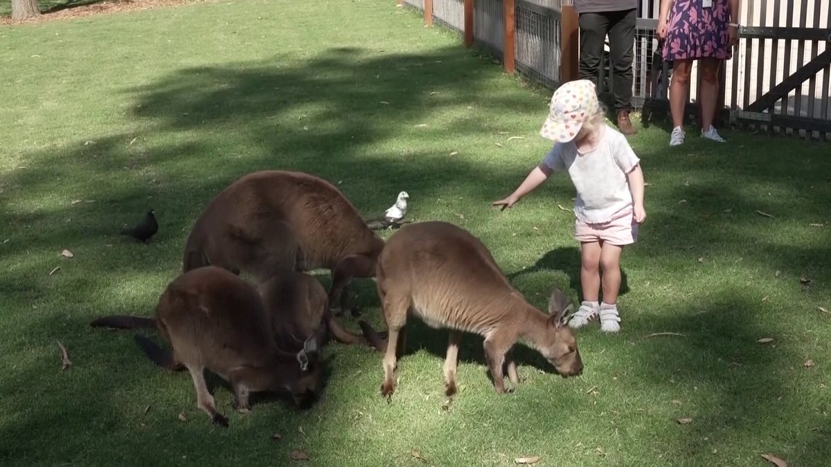 Wozniacki la zoo