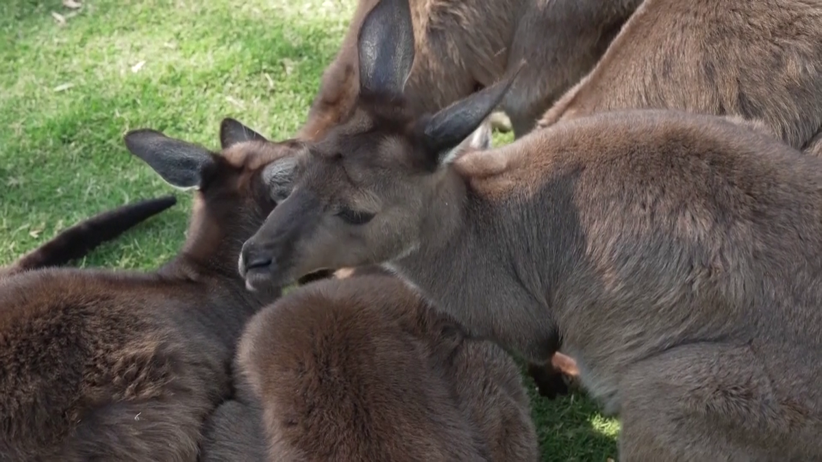 Caroline Wozniacki a hrănit cangurii la Melbourne și visează să câștige Australian Open
