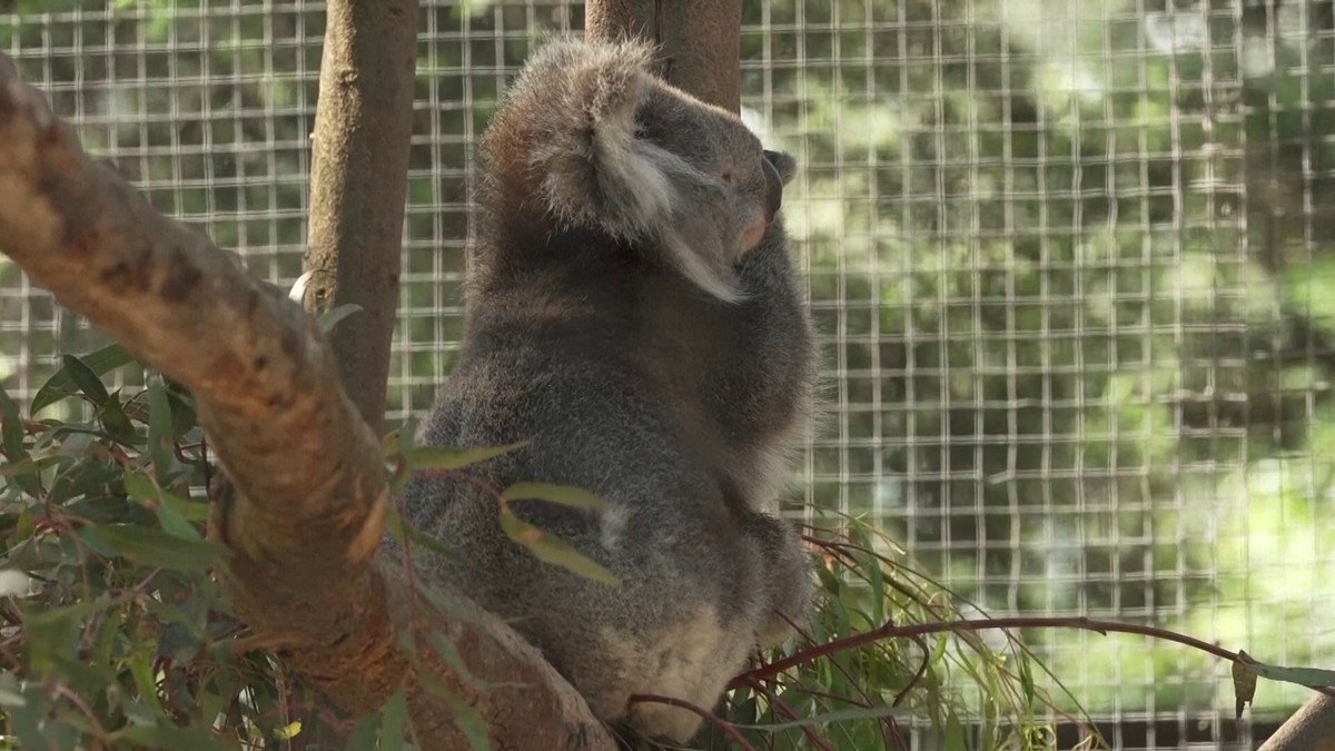 Wozniacki la zoo