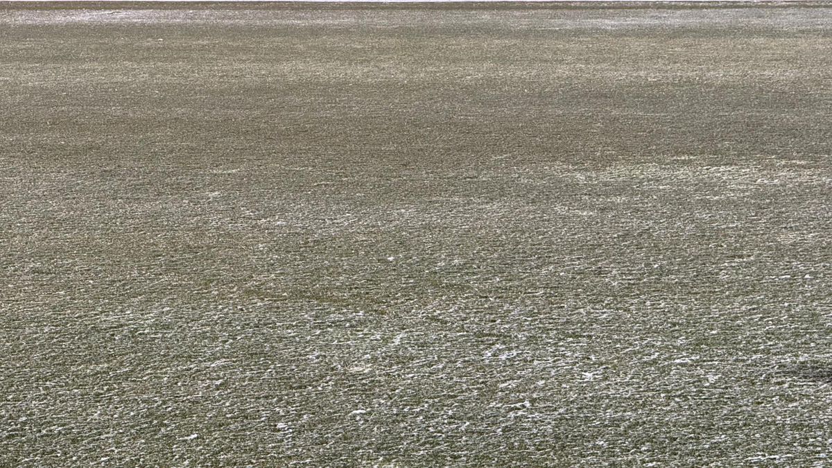 Cum se prezintă gazonul înainte de FC Argeș - FCSB