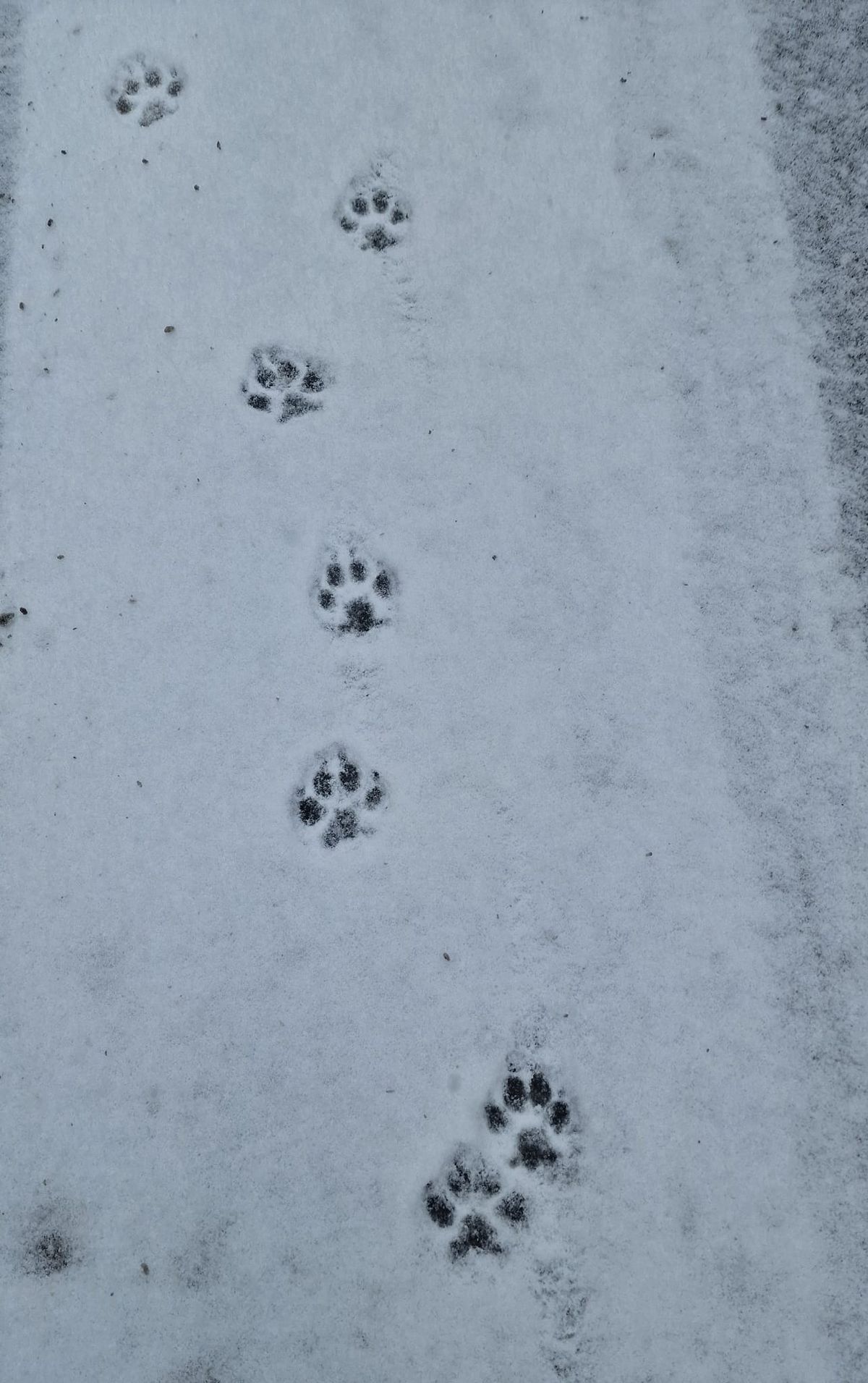 Zăpada a pus stăpânire pe București: va continua până miercuri