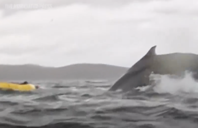 Mărturia caiacistului înghițit de o balenă: „Mi-am dat seama că mă aflam în gura ei. Am simţit o textură vâscoasă atingându-mi faţa”