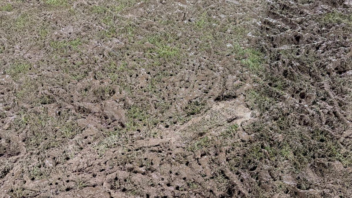 Prăpăd în urma „stejarilor” » Gazonul arenei, distrus complet: s-au investit peste 500.000 de euro