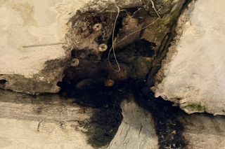 Arena Națională, în stare avansată de degradare! Imagini uluitoare surprinse de reporterii GSP