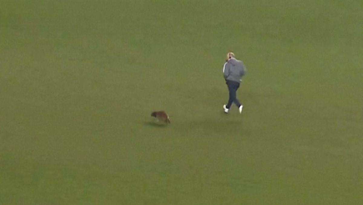 Momente geniale în MLS! Un raton a intrat pe teren și s-a lăsat cu greu prins: „Când vom începe să ținem cu el?”