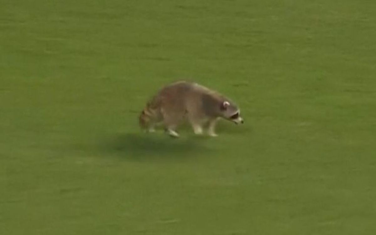 Un raton a intrat pe teren la Philadelphia Union - New York City