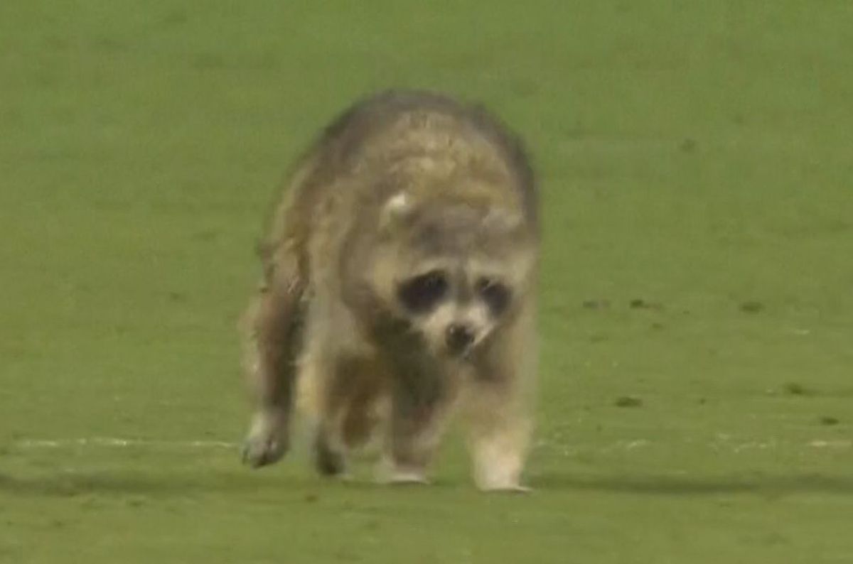 Momente geniale în MLS! Un raton a intrat pe teren și s-a lăsat cu greu prins: „Când vom începe să ținem cu el?”