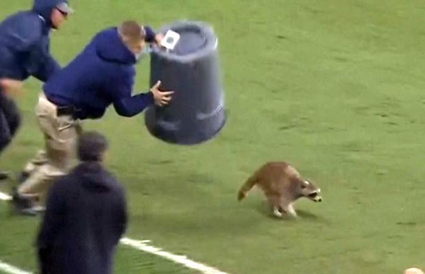 Momente geniale în MLS! Un raton a intrat pe teren și s-a lăsat cu greu prins: „Când vom începe să ținem cu el?”