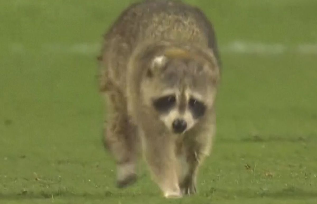 Momente geniale în MLS! Un raton a intrat pe teren și s-a lăsat cu greu prins: „Când vom începe să ținem cu el?”