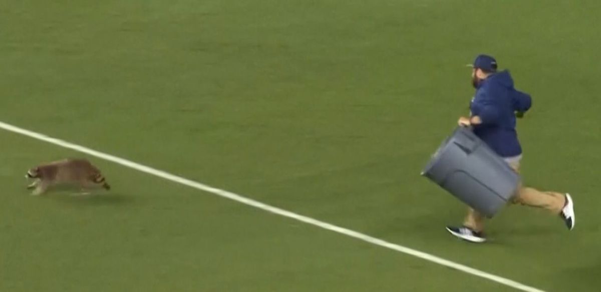 Momente geniale în MLS! Un raton a intrat pe teren și s-a lăsat cu greu prins: „Când vom începe să ținem cu el?”