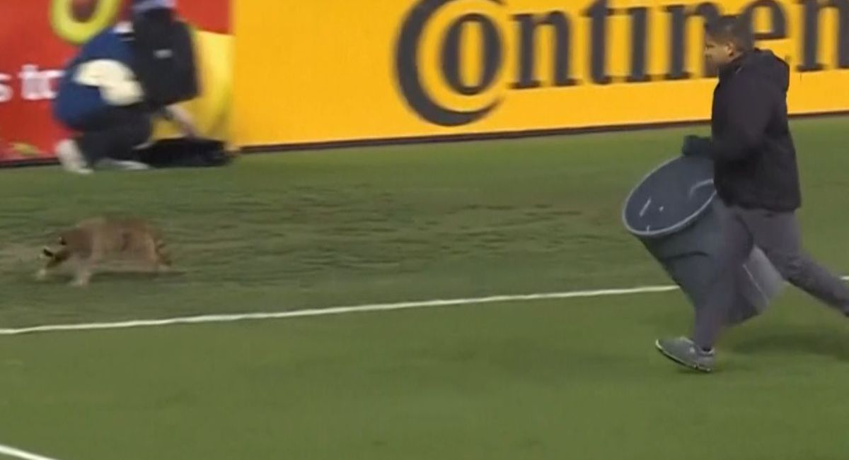 Momente geniale în MLS! Un raton a intrat pe teren și s-a lăsat cu greu prins: „Când vom începe să ținem cu el?”
