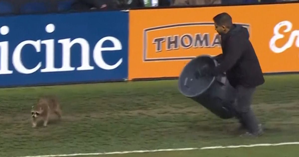 Momente geniale în MLS! Un raton a intrat pe teren și s-a lăsat cu greu prins: „Când vom începe să ținem cu el?”