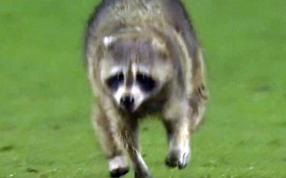 Momente geniale în MLS! Un raton a intrat pe teren și s-a lăsat cu greu prins: „Când vom începe să ținem cu el?”