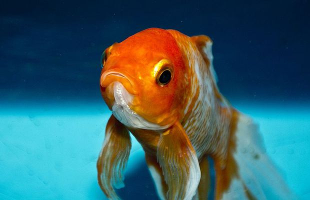 EXCLUSIV VIDEO Peștele bătut și soția pedepsită pentru o ciorbă rece » Două legende incredibile cu Ionel Ganea lămurite în direct de fostul atacant