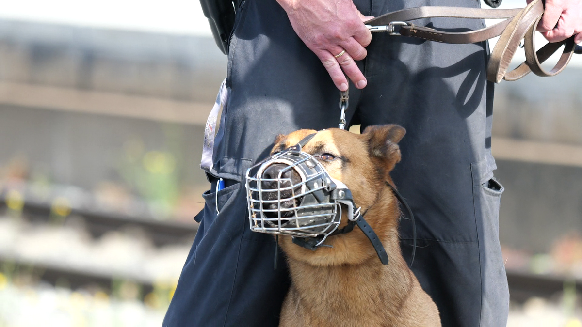 Plecarea echipei nationale Wurzburg - Munchen