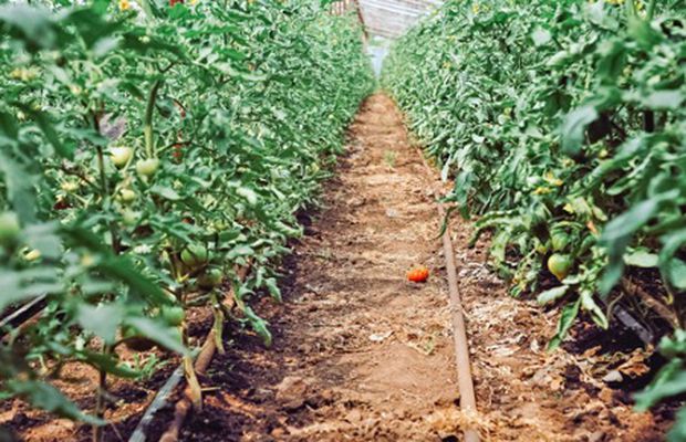 Care sunt cele mai profitabile culturi în 2022?