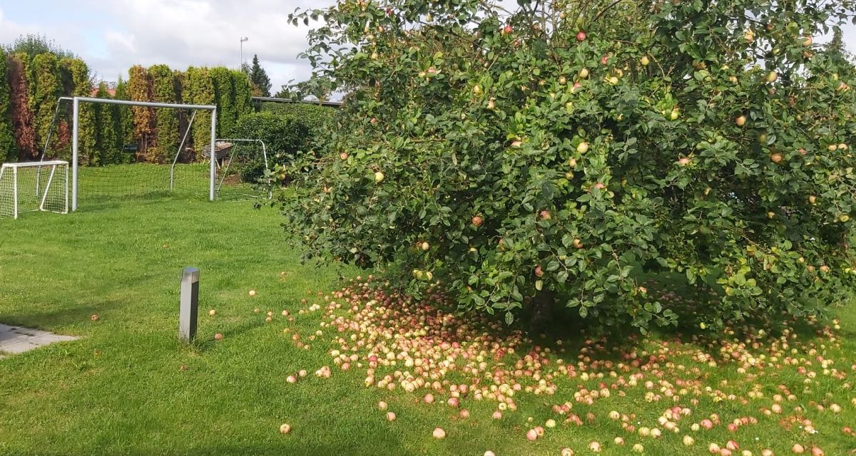 Farum, o altă lume, o oază de liniște