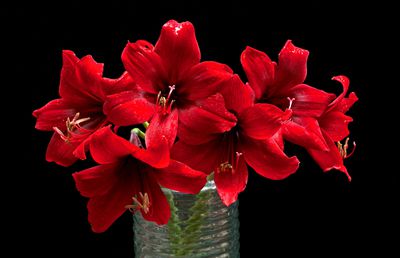 Crinii Amaryllis – flori spectaculoase care transformă orice spațiu