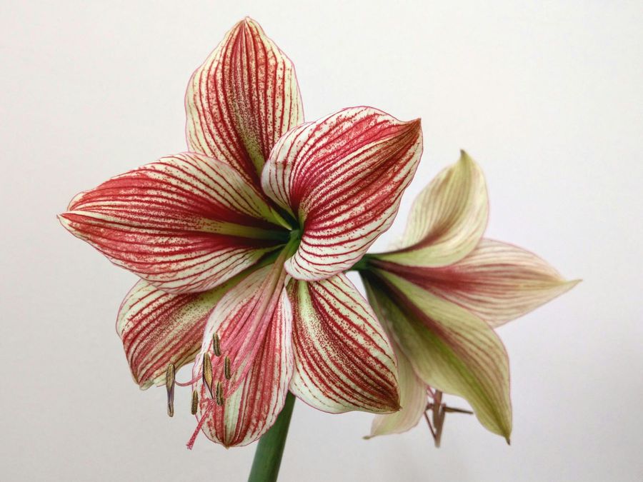 Crinii Amaryllis – flori spectaculoase care transformă orice spațiu