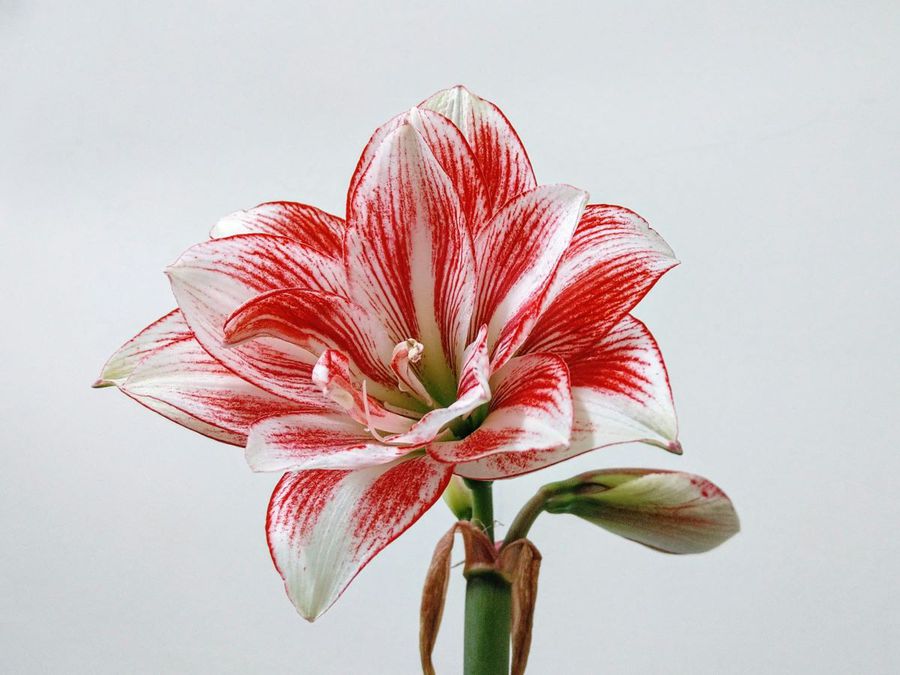 Crinii Amaryllis – flori spectaculoase care transformă orice spațiu