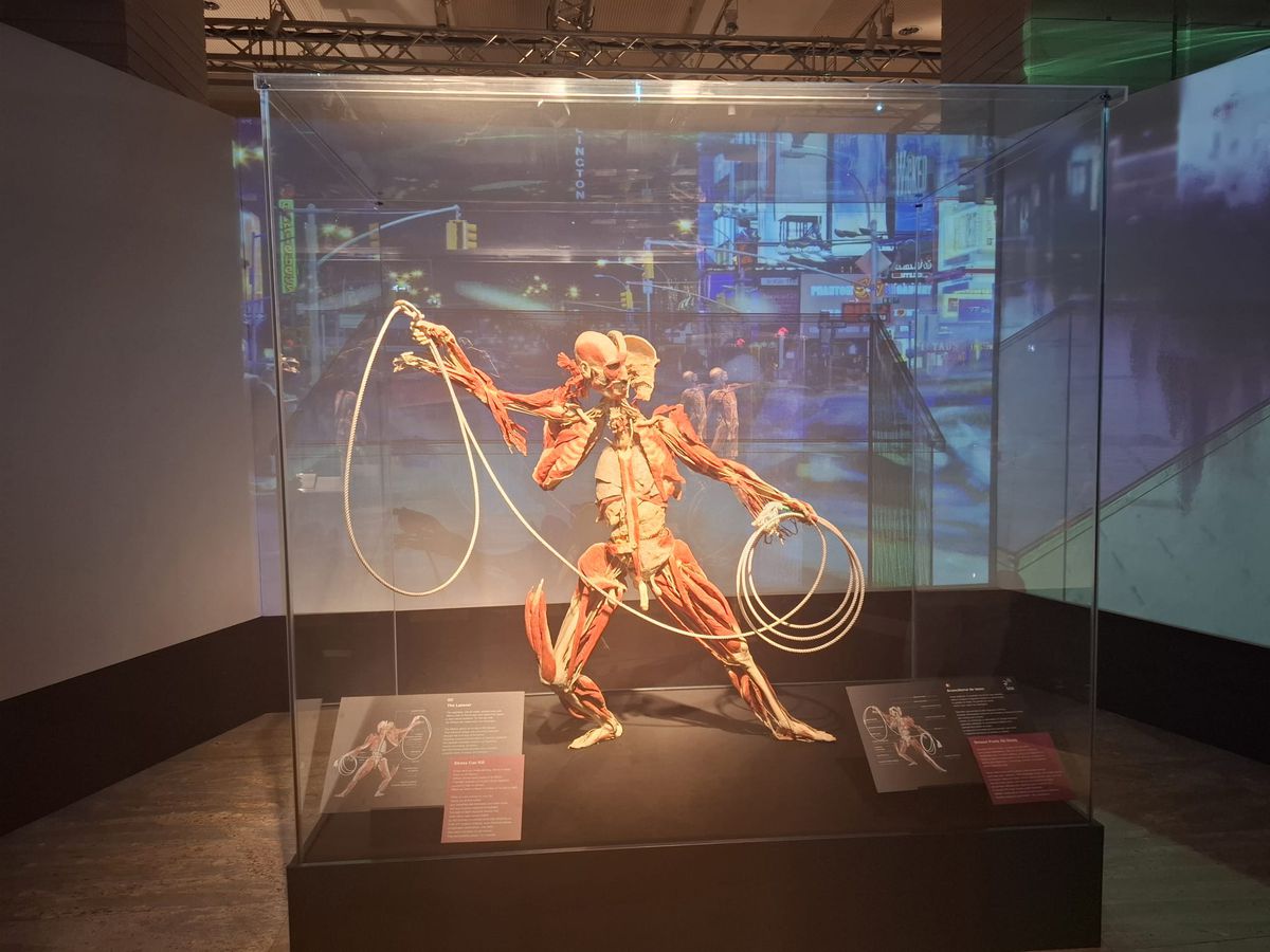 Expoziția Body Worlds Vitals de la București
