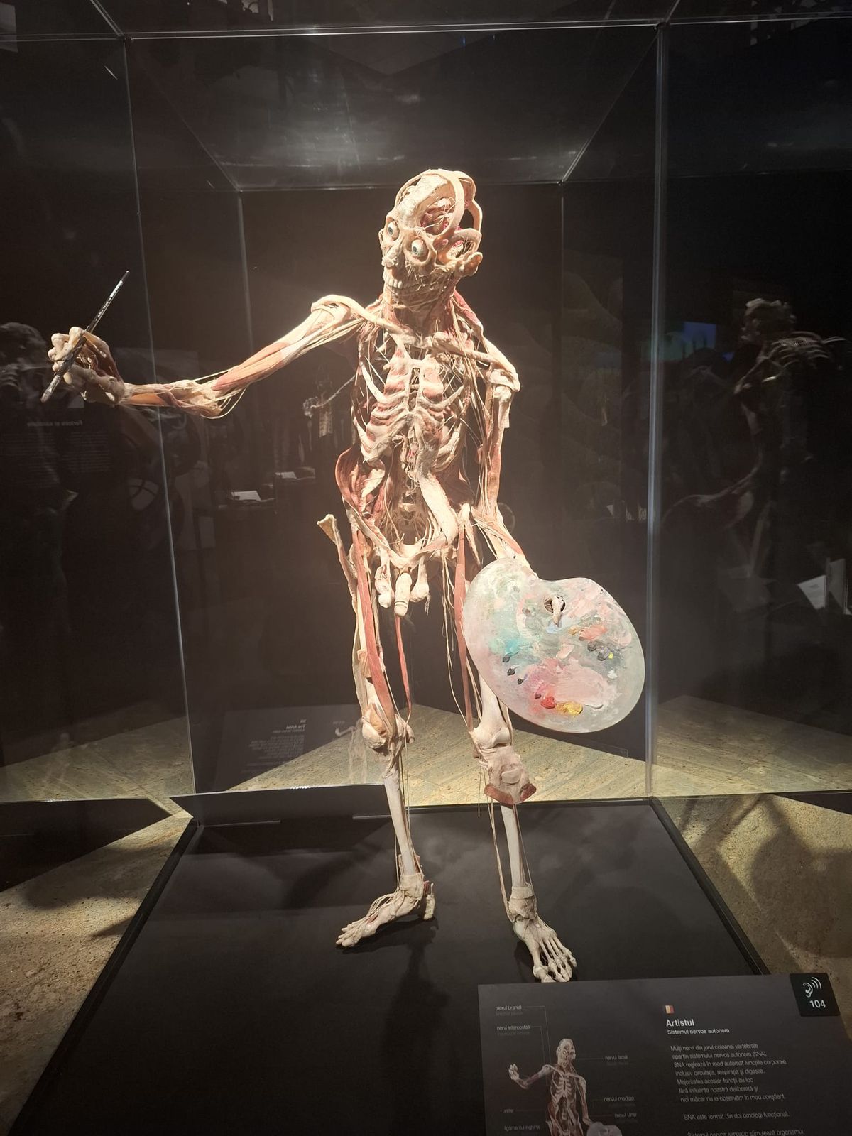 Știință pură și șocantă la București » Controversata expoziție de cadavre plastinate „BODY WORLDS Vital” prezintă corpul omenesc în cele mai mici amănunte, cu exemple din lumea sportului