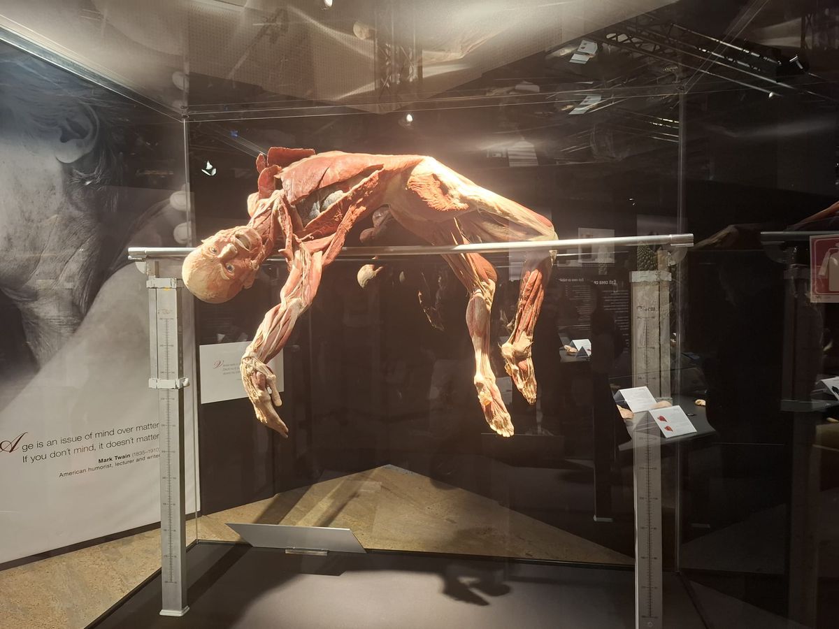 Expoziția Body Worlds Vitals de la București
